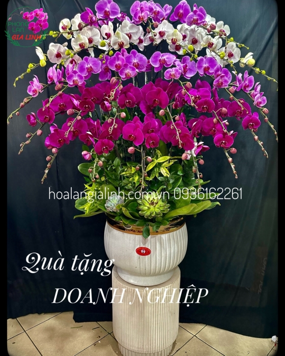 Chậu lan hồ điệp Trắng Tím Bình An Hạnh Phúc