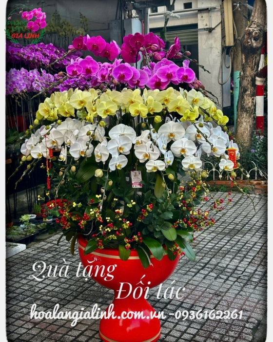 Chậu lan hồ điệp trắng tím ghép lớn sang trọng