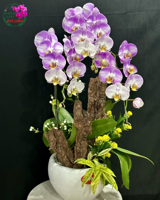 Chậu lan hồ điệp nhã màu trắng tím kết hợp Sung túc