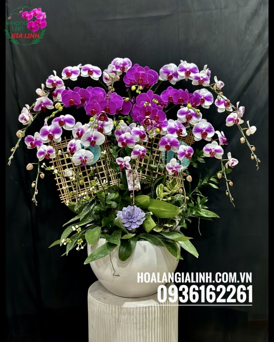 Chậu lan hồ điệp trắng tím Màu tím yêu thương