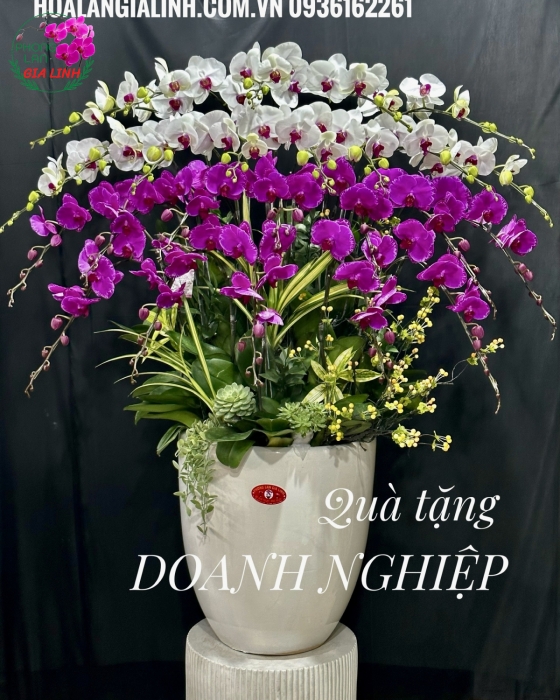 Chậu lan hồ điệp Trắng Tím Mừng xuân rôn ràng