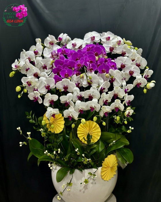 Chậu lan hồ điệp trắng tím Thắm Thiết