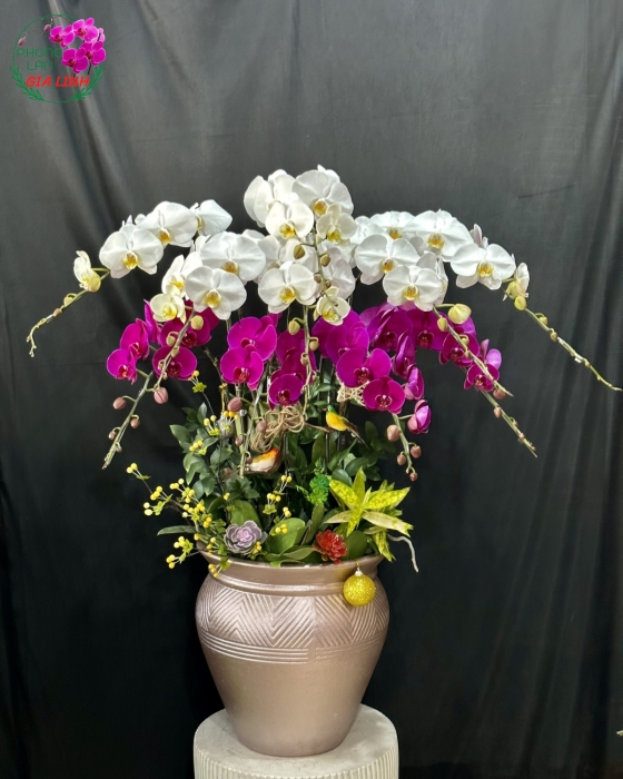 Chậu lan hồ điệp trắng tím Tuổi trẻ duyên dáng
