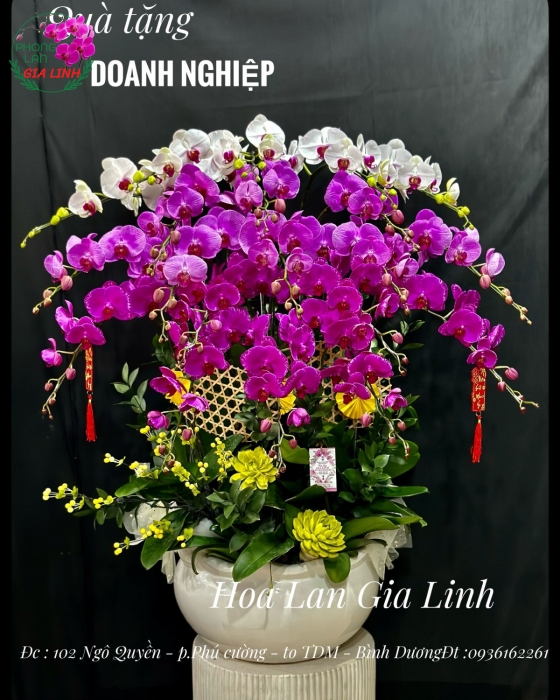 Chậu lan hồ điệp Trắng Tím Vạn sự cát tường