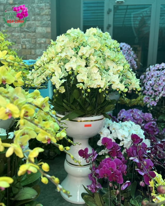 Chậu lan hồ điệp vàng - Đón xuân