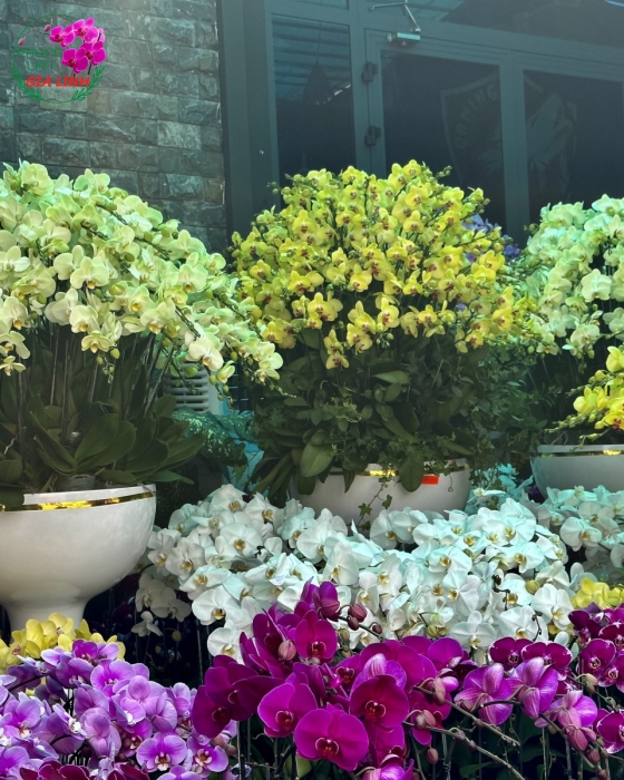 Chậu lan hồ điệp vàng - Đón xuân