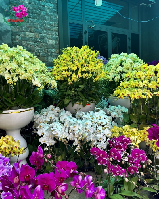Chậu lan hồ điệp vàng - Đón xuân
