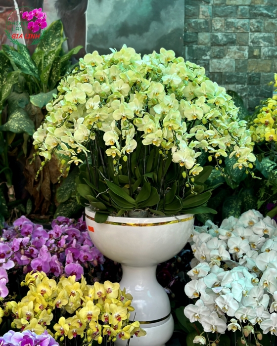Chậu lan hồ điệp vàng - Đón xuân