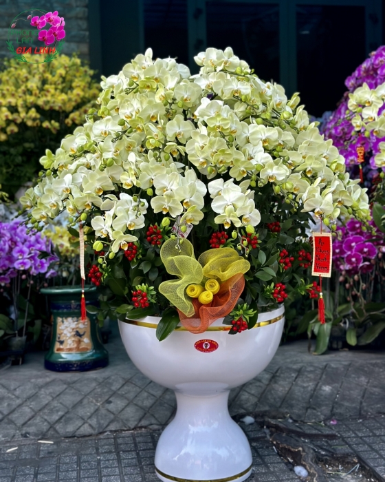 Chậu lan hồ điệp vàng - Đón xuân