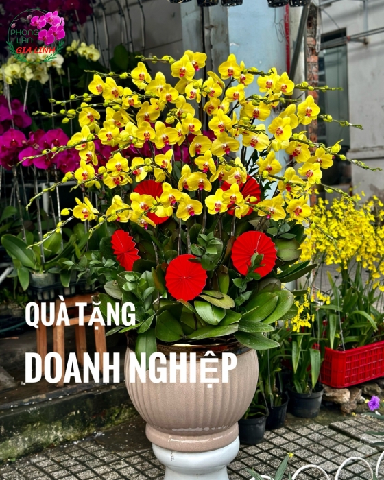 Chậu lan hồ điệp vàng Cung chúc tân xuân