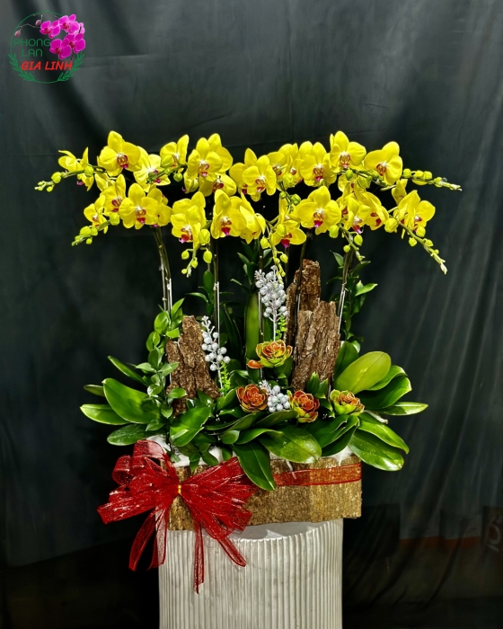 Chậu lan hồ điệp vàng - Hạnh phúc vạn gia