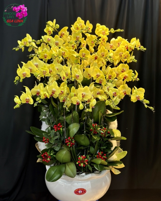 Chậu lan hồ điệp vàng - Hương nắng mai