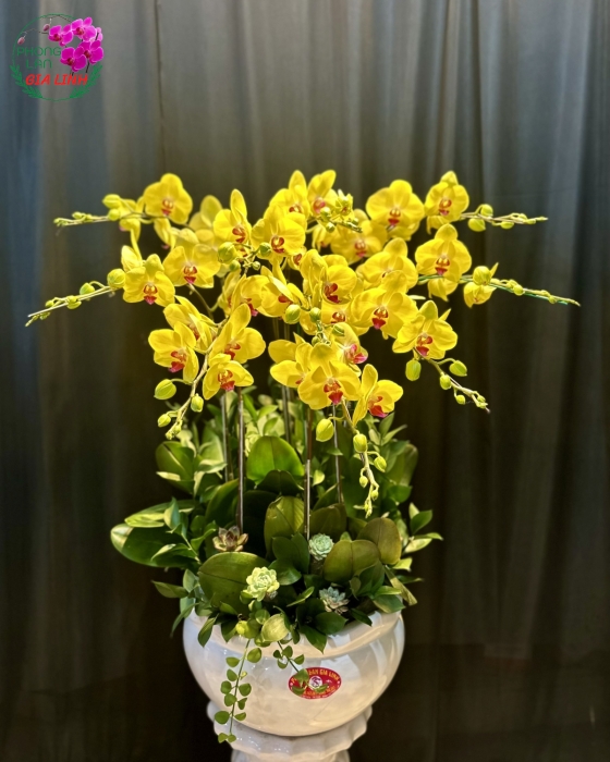 Chậu lan hồ điệp vàng Hương sắc ngày mới