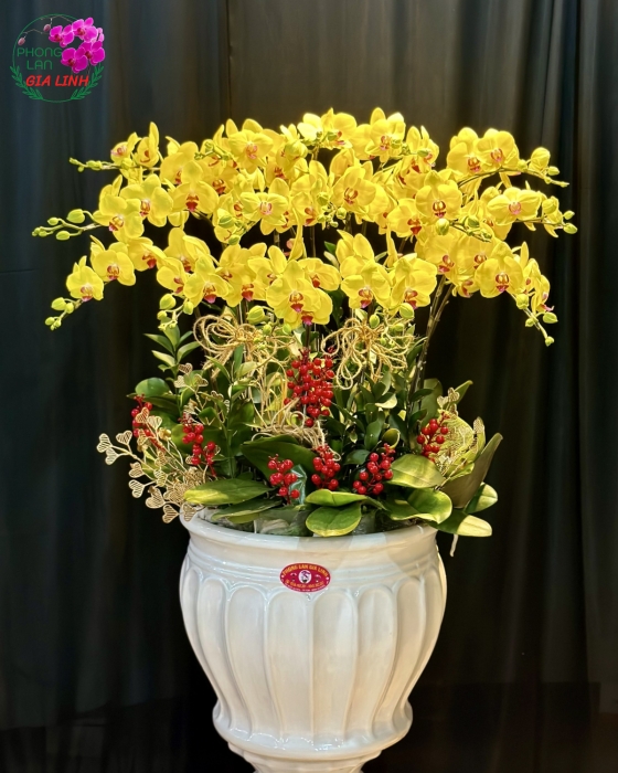 Chậu lan hồ điệp vàng Huy hoàng ngày mới