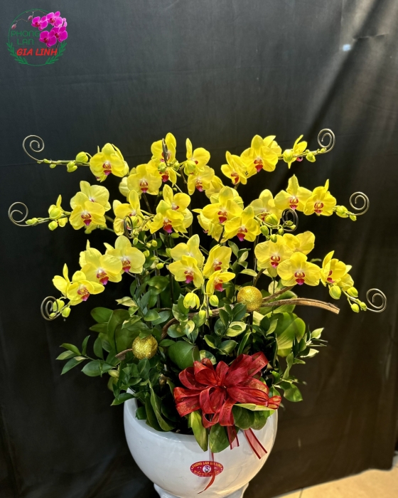 Chậu lan hồ điệp vàng - Mọi điều thuận hòa