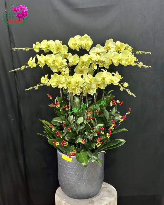 Chậu lan hồ điệp vàng Một nhà no đủ