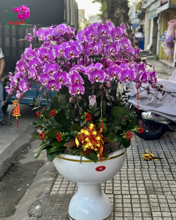 Chậu lan hồ điệp vàng Năm mới an khang