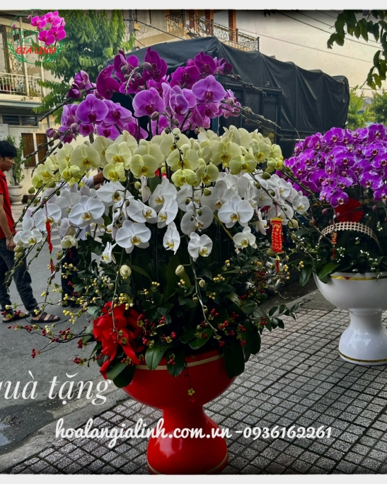 Chậu lan hồ điệp vàng Năm mới phát tài