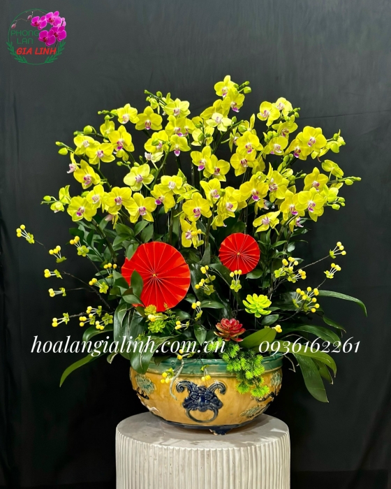 Chậu lan hồ điệp vàng Nắng xuân rạng ngời
