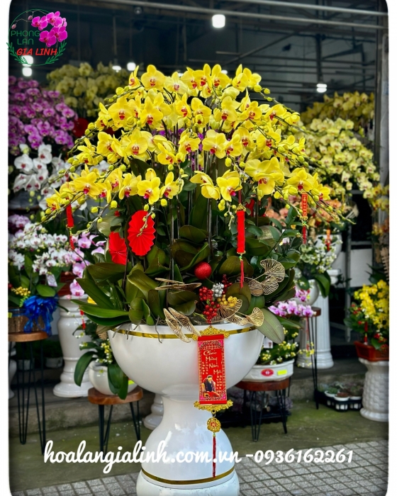 Chậu lan hồ điệp vàng Phú Quý Tài Lộc