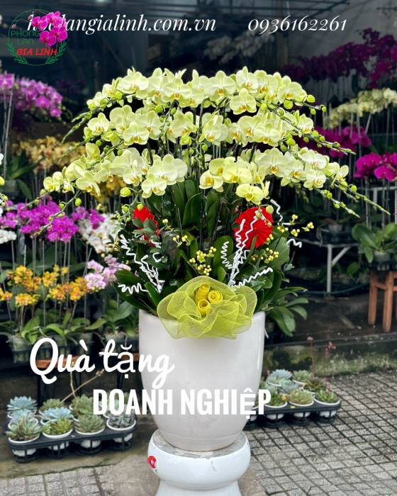 Chậu lan hồ điệp vàng Phúc lộc an khang