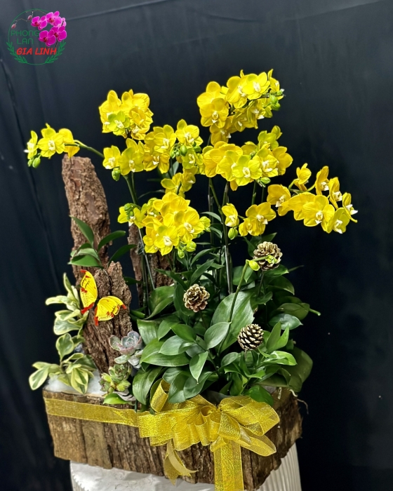 Chậu lan hồ điệp vàng Rước hên vào nhà
