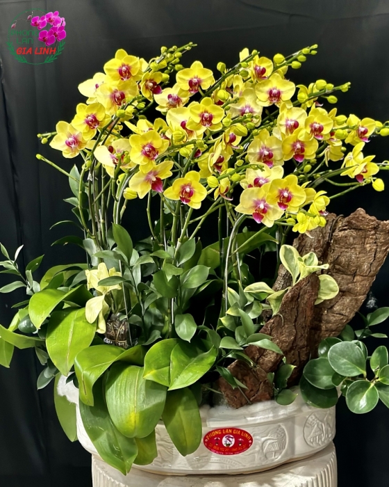Chậu lan hồ điệp Tài lộc song hành