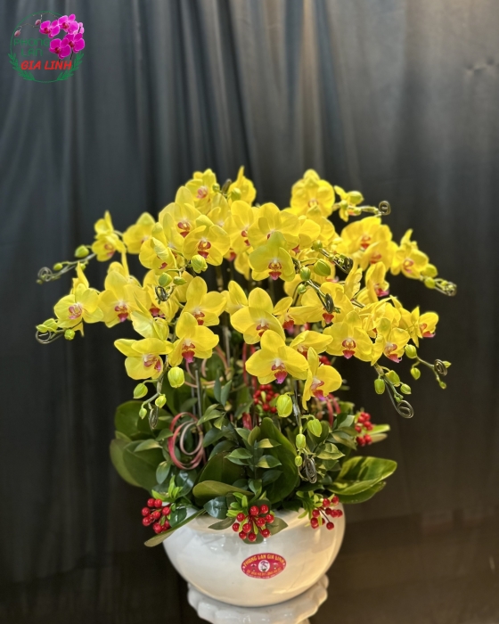 Chậu lan hồ điệp vàng - Tài lộc song hành