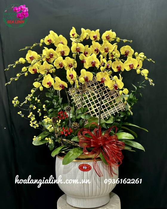 Chậu lan hồ điệp vàng Tết an khang