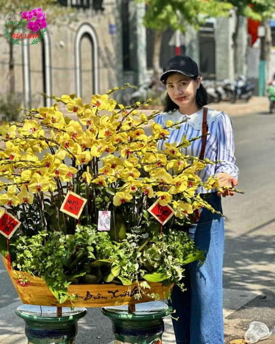 Chậu lan hồ điệp Vàng Thuận buồm xuôi gió mừng Xuân