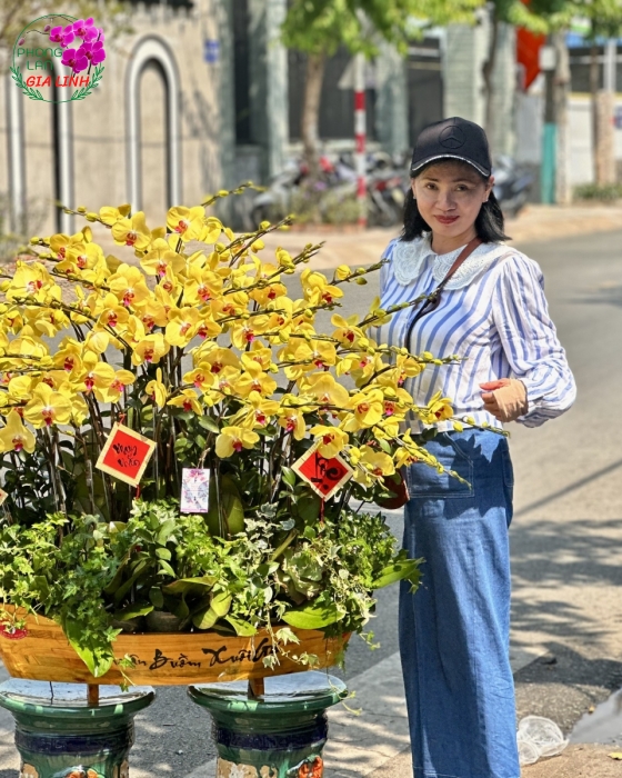 Chậu lan hồ điệp Vàng Thuận buồm xuôi gió mừng Xuân