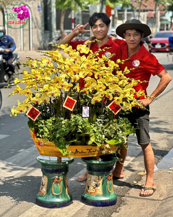 Chậu lan hồ điệp Vàng Thuận buồm xuôi gió mừng Xuân