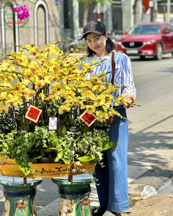 Chậu lan hồ điệp Vàng Thuận buồm xuôi gió mừng Xuân