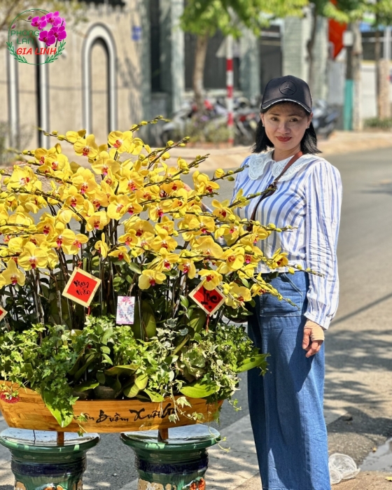 Chậu lan hồ điệp Vàng Thuận buồm xuôi gió mừng Xuân