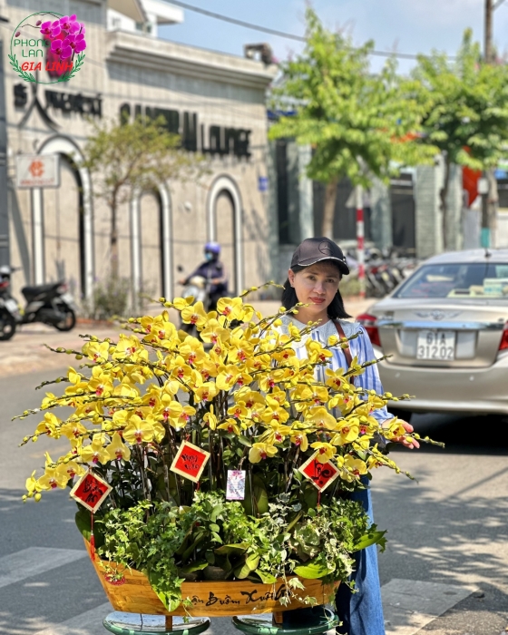 Chậu lan hồ điệp Vàng Thuận buồm xuôi gió mừng Xuân