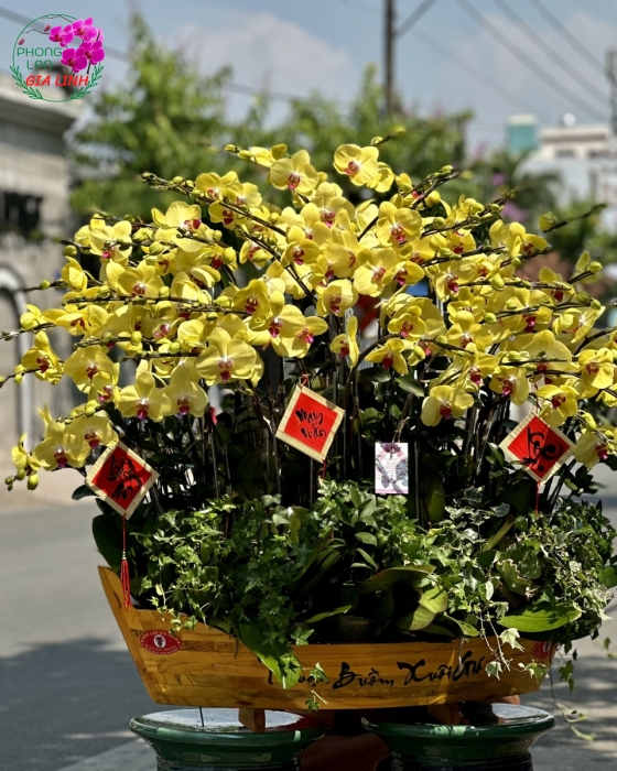 Chậu lan hồ điệp Vàng Thuận buồm xuôi gió mừng Xuân