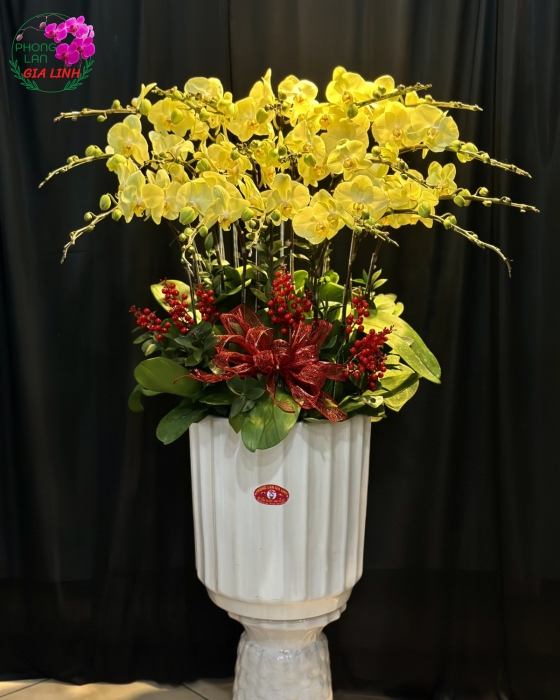 Chậu lan hồ điệp vàng Trìu mến