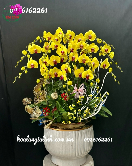 Chậu lan hồ điệp vàng Xuân thịnh vượng