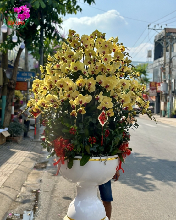 Chậu lan hồ điệp vàng Tết Mùa Xuân yêu thương