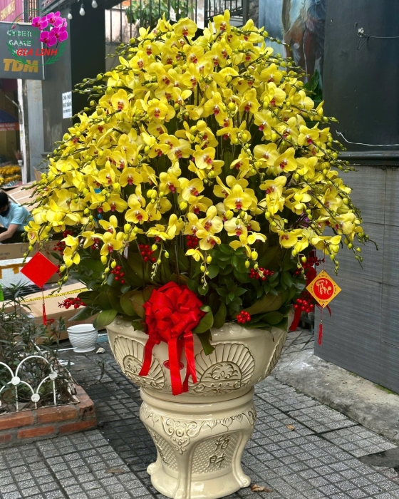 Chậu Lan Hồ Điệp VIP Màu Vàng