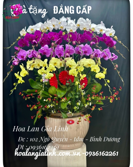 Chậu Lan Kết Hợp 3 Màu Hoàn Hảo