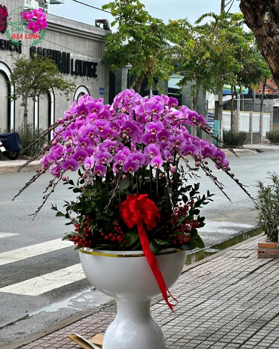 chậu lan lớn