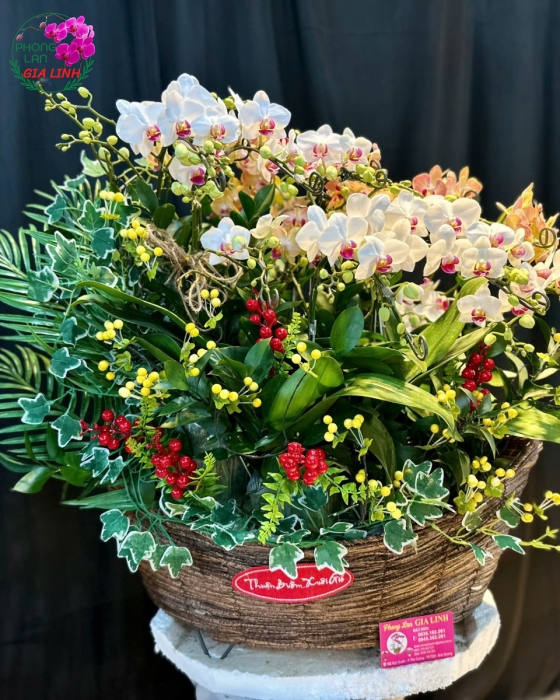 Chậu lan Thuận buồm xuôi gió