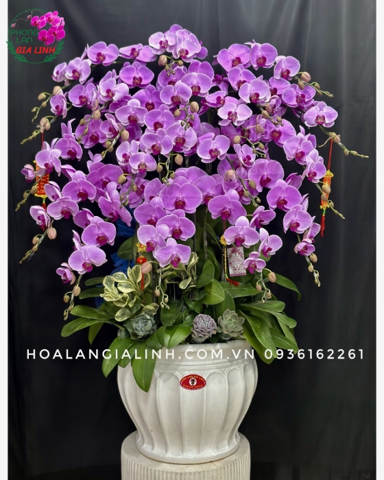 Chậu lan tím đột biến Điều đặc biệt