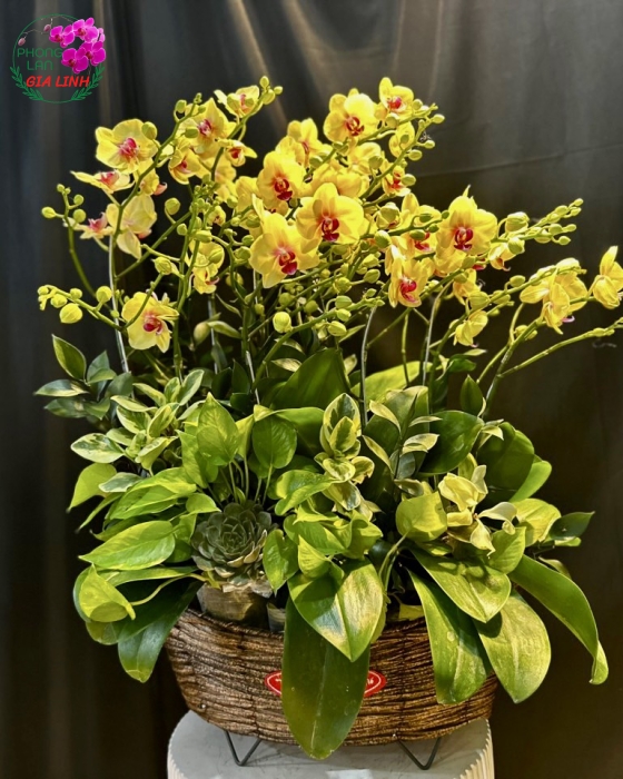 Chậu Thuyền Hoa  Vinh quang tuyệt sắc