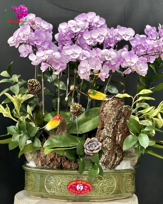 Chậu thuyền lan hồ điệp Tặng đối tác