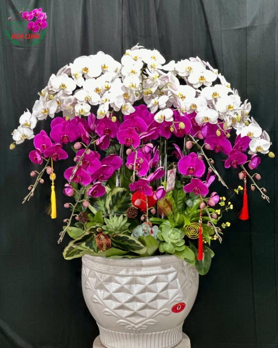 chưng hoa lan ngày tết