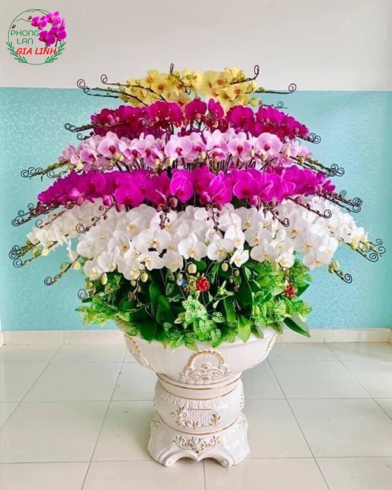 Chất lượng và thẩm mỹ của chậu hoa lan hồ điệp Gia Linh
