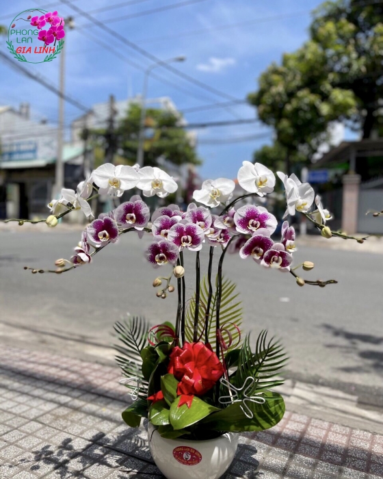 Chậu hoa Lan hồ điệp đa sắc mừng sinh Nhật 