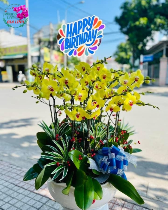 Chậu hoa Lan hồ điệp vàng đẹp